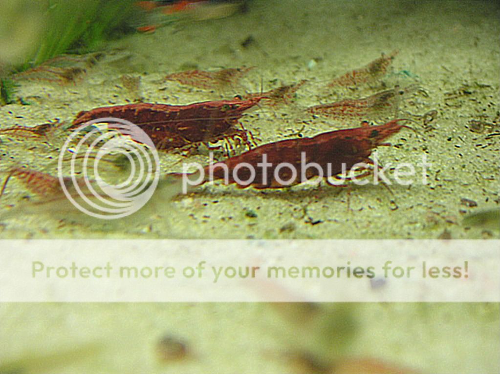 fish005.jpg