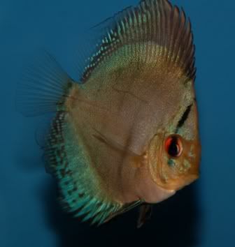jakediscus2.jpg