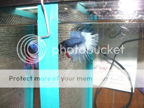 betta1.jpg