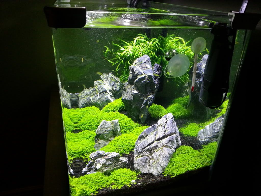 20130222_180017_zps31fa8e48.jpg