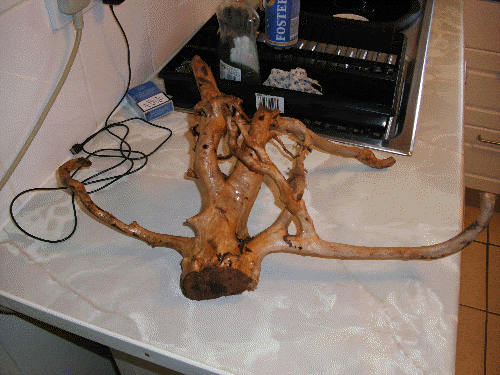 root2.gif