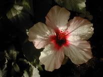 Flower.jpg