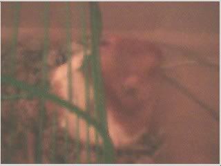 hamster7.jpg