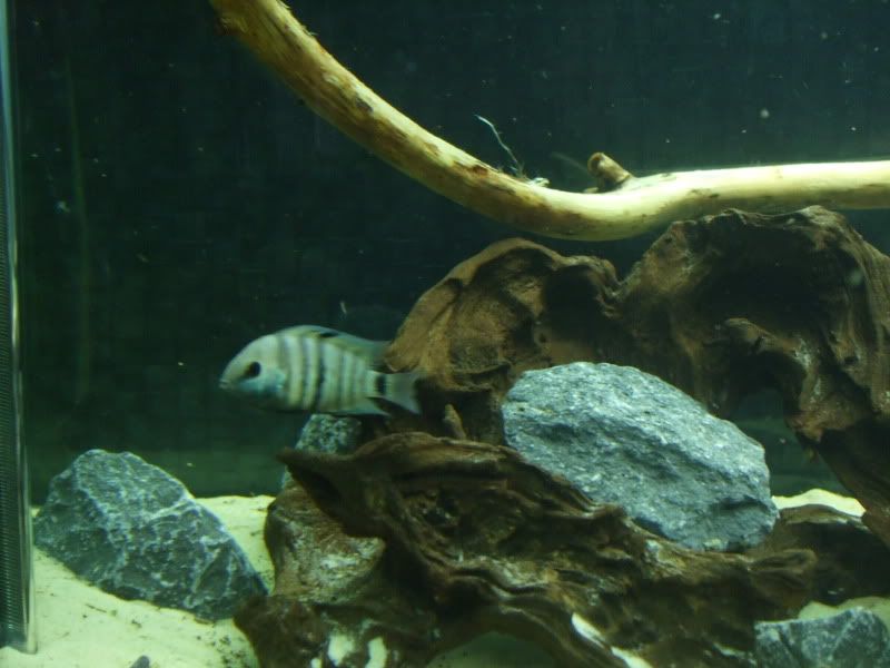 DSCF2176.jpg