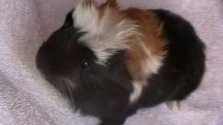 piggies140.jpg