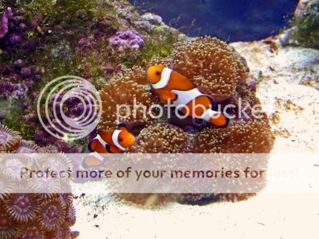 2009_0627Reef0161a.jpg
