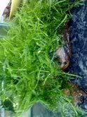 moss5.jpg