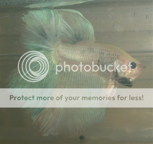 0000000000000bbetta4.jpg