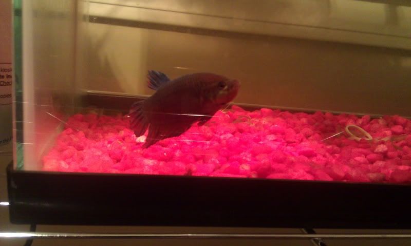 IMAG0054.jpg
