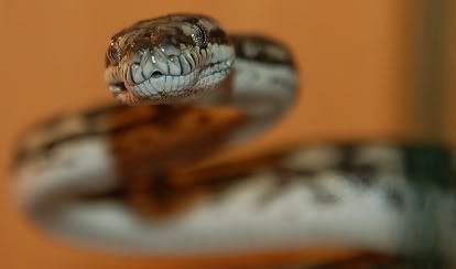 carpetpython.jpg
