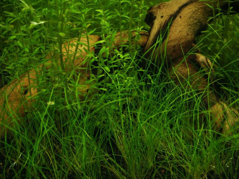 Fishcube33.jpg
