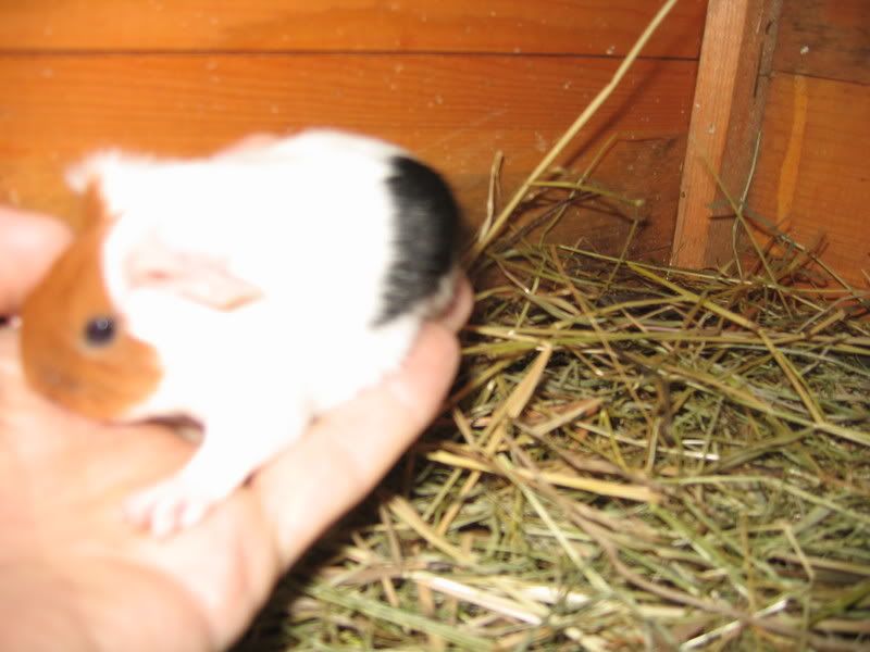 minipigs006.jpg