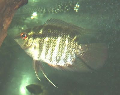 201206festivum.jpg