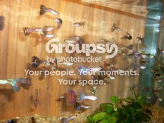 SDC12082.jpg
