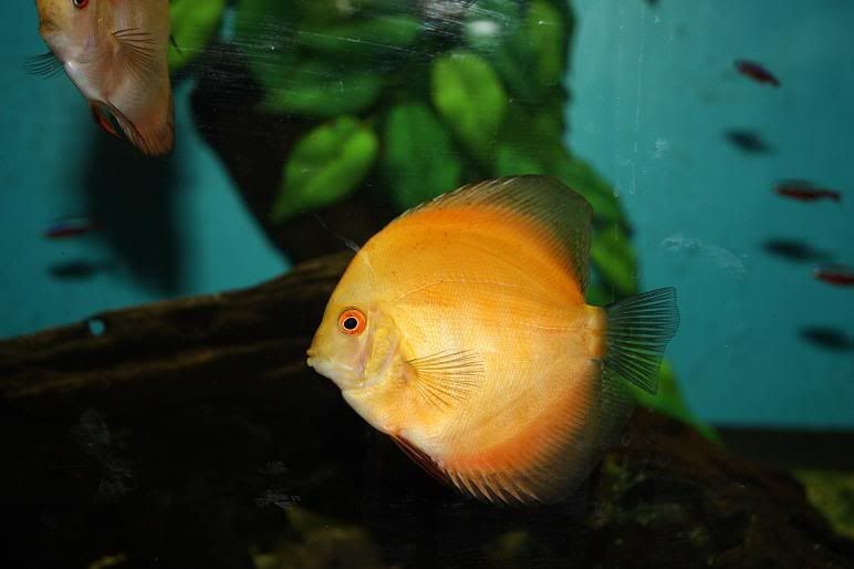 discus3-1.jpg