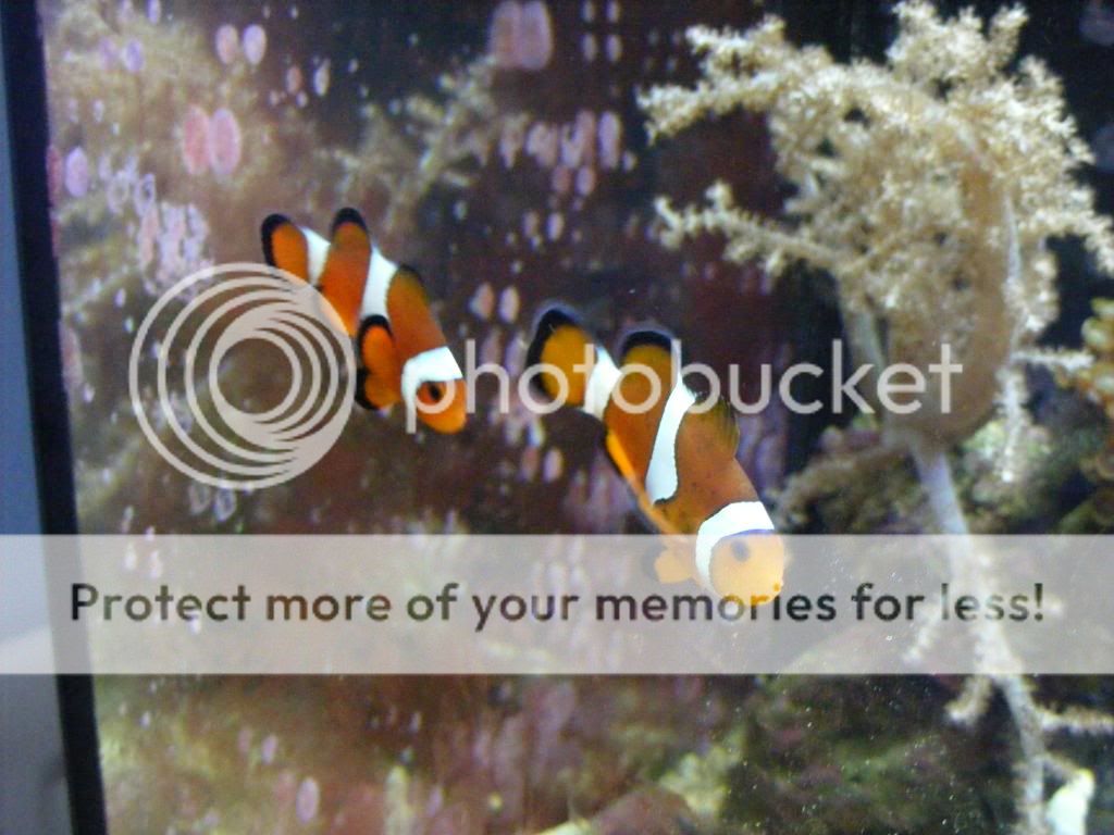 newfish020.jpg