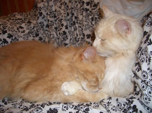 cat038.jpg