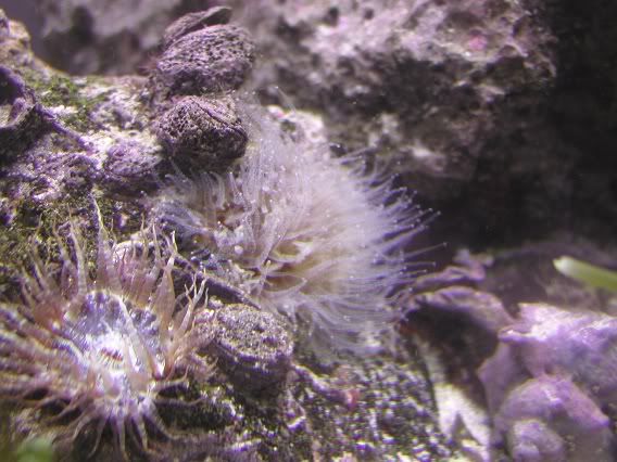 nps_polyps1.jpg