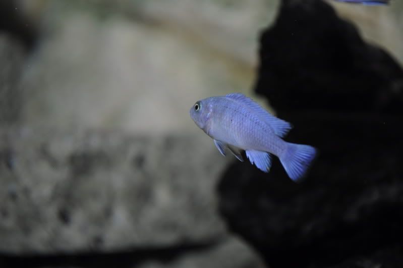 fishnov2011078.jpg