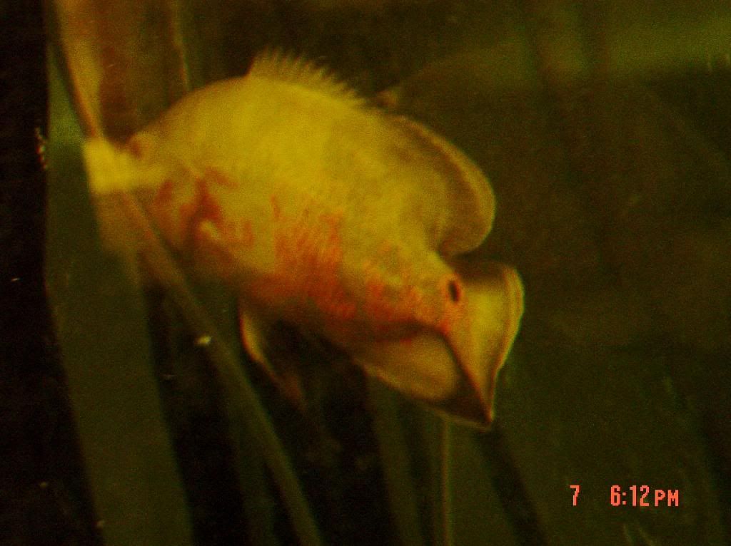 004-3.jpg