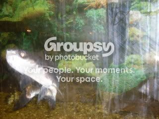 Shark010.jpg