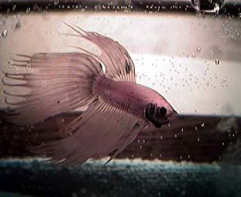newbetta.jpg