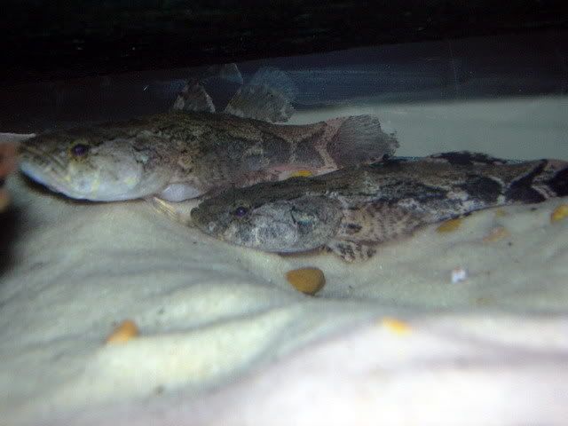marblegobies.jpg