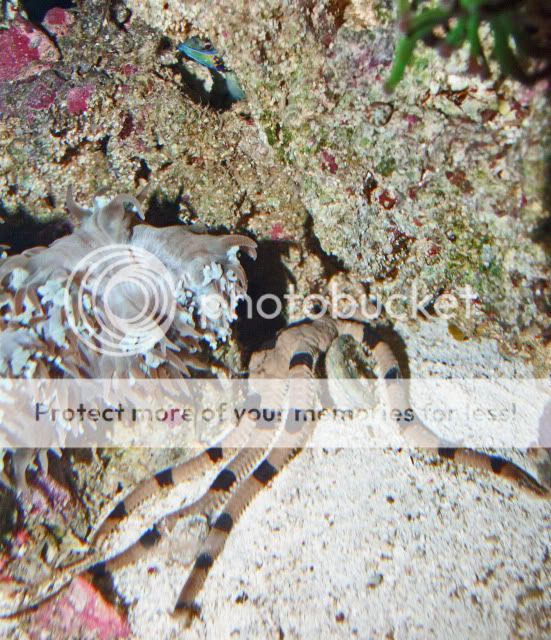 2009_1109Reef0025.jpg