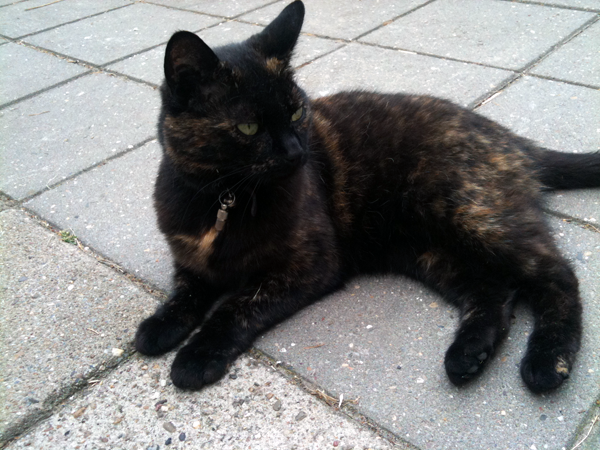 blacky.png