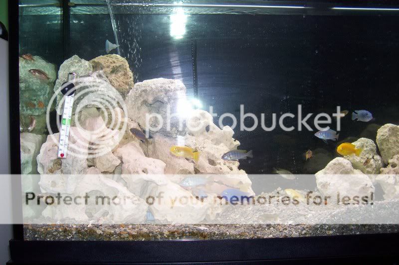 newfish001.jpg
