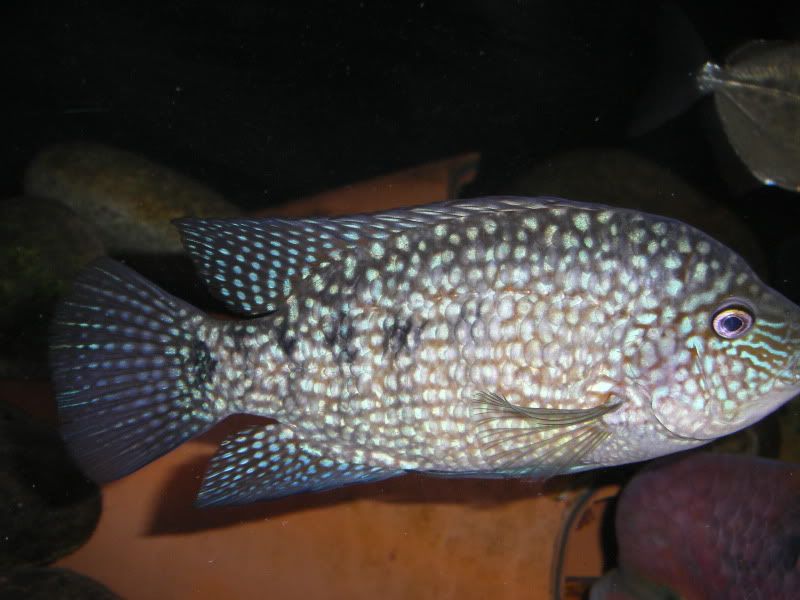 STH70165-1.jpg