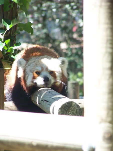 redpanda1.jpg