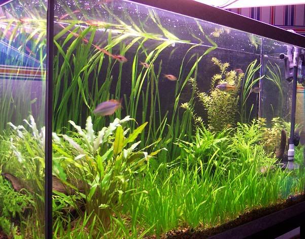 planted.jpg