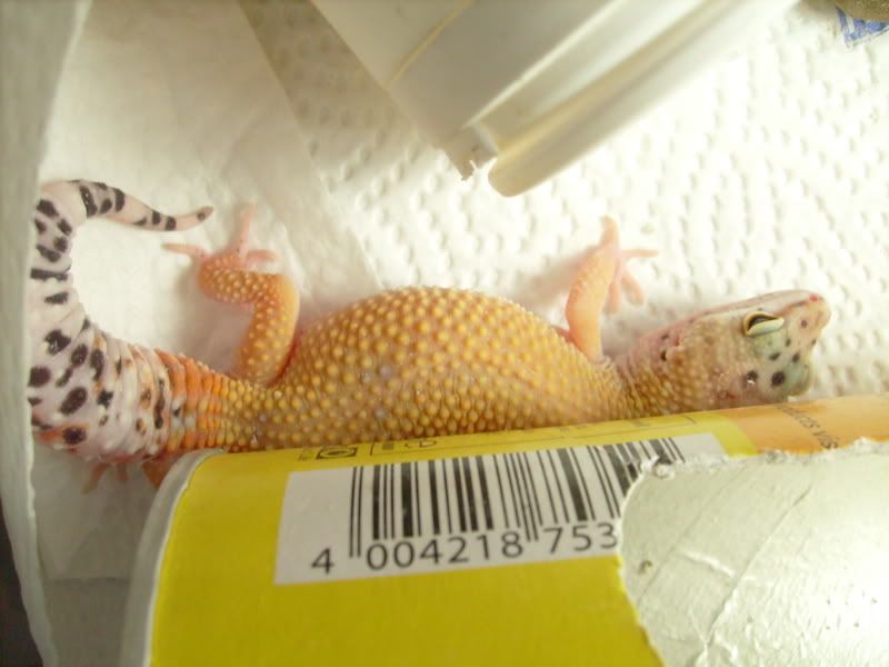Picsofpetsoctober08093.jpg