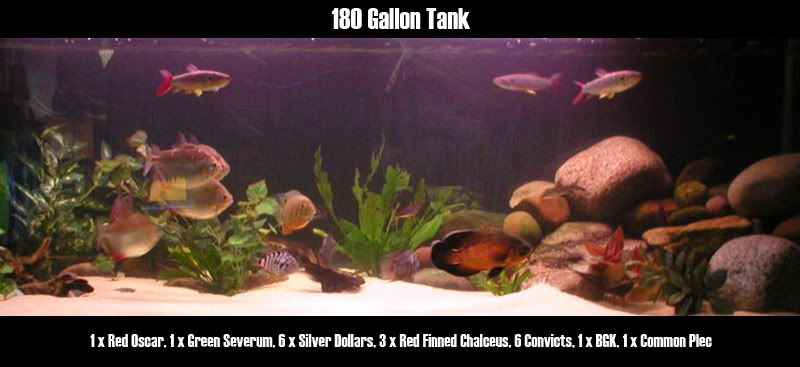 tankpic.jpg