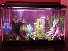 29gallon.jpg