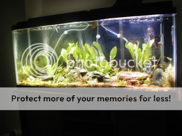tankupdate1.jpg