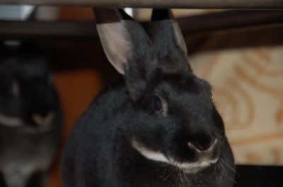 kittensandbunnies312.jpg