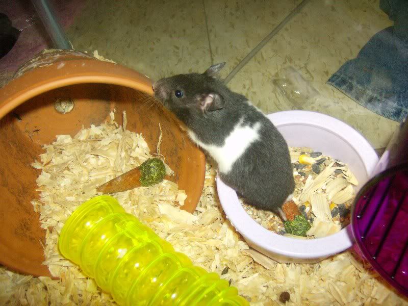 Oreo002-1.jpg