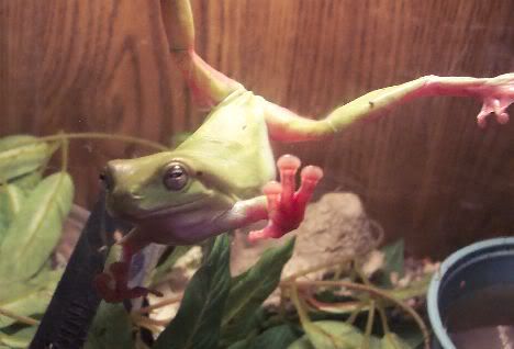 Treefrog.jpg