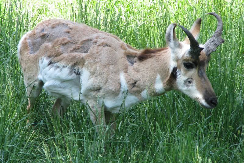 PronghornAntelope2.jpg