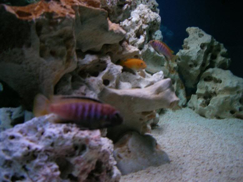 DSCN2131.jpg