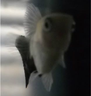 FishPictures057.jpg