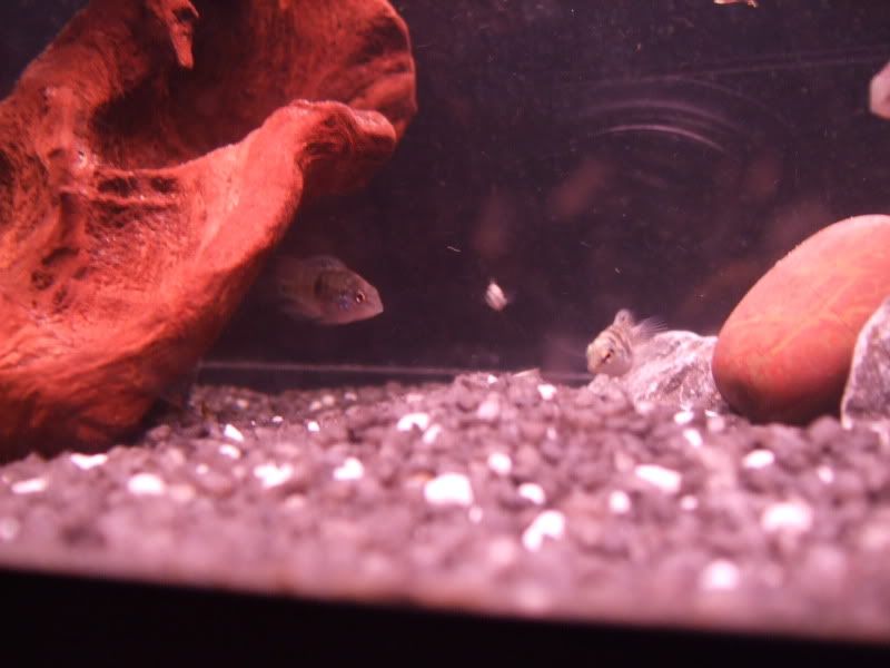 DSCF2207.jpg
