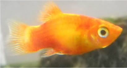 FishPictures043.jpg