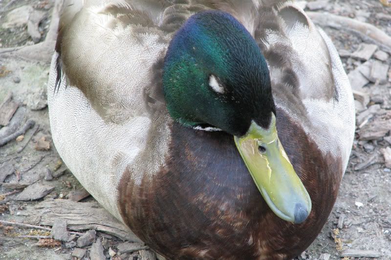 MallardMale.jpg
