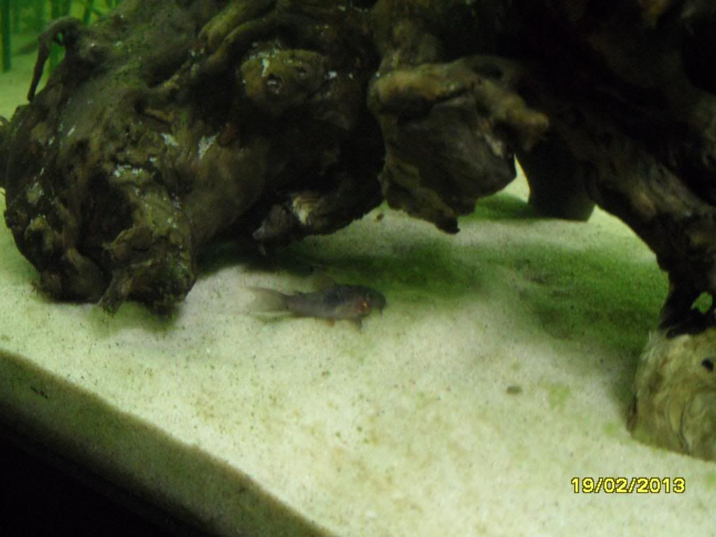 SAM_0657_zps45c2e626.jpg