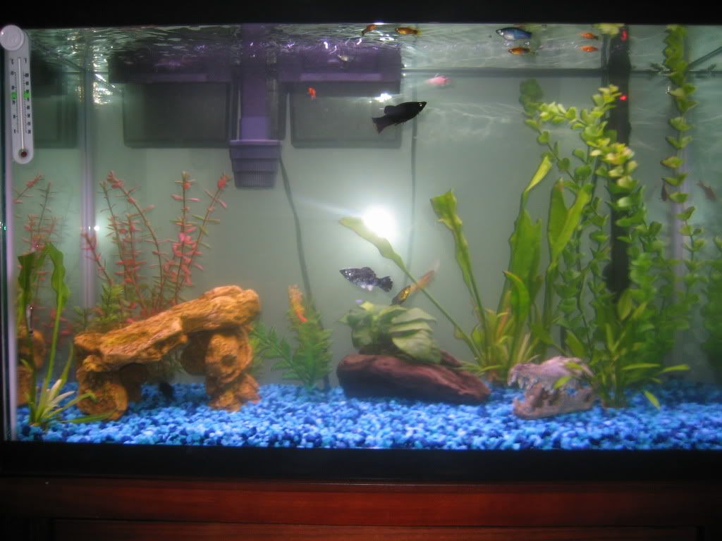 fish023.jpg