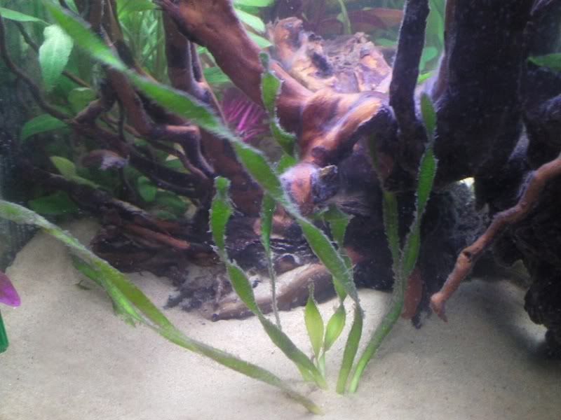 algae.jpg