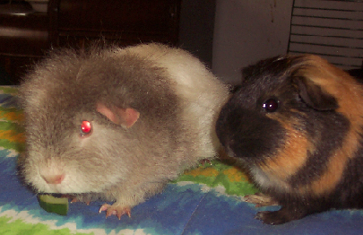 MerlinandSparky.png
